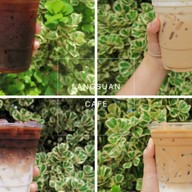 หลังสวน คาเฟ่ (โลเคชั่นใหม่)