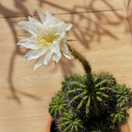 บรรยากาศ ก๋วยเตี๋ยวต้มยำบ้านตาฟอม