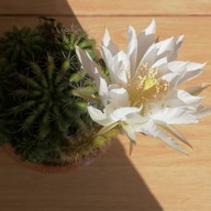 บรรยากาศ ก๋วยเตี๋ยวต้มยำบ้านตาฟอม