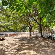 บรรยากาศ Kk Falabella Horse Cafe