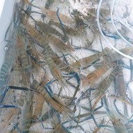 คนชอบกระเพรา