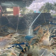 ปังปอนด์กุ้งเผา