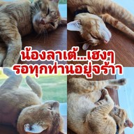 My Dear Coffee Hua Hin Huahin