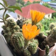 S Dessert Kitchen บางบัวทอง