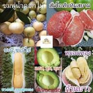 DELANA ท่าแพ