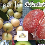 DELANA ท่าแพ