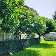 Shagufta Resort