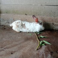 บรรยากาศ Rabbit Cafe Salaya