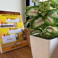 Inthanin Coffee สถานีบริการน้ำมันบางจาก - สายเอเซีย (1)