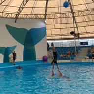 Pattaya Dolphinarium