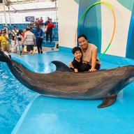 Pattaya Dolphinarium