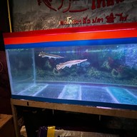 เอกโภชนา หัวปลาหม้อไฟ