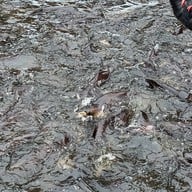 ตลาดน้ำโบราณบางพลี