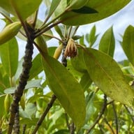 ท่าปอม คลองสองน้ำ