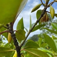 ท่าปอม คลองสองน้ำ