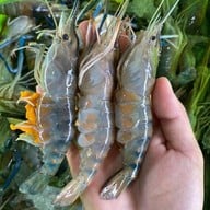 กินเล่น บนคอนโด รีเจ้นท์โฮม บางซ่อน