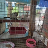 ศูนย์อนุรักษ์แมวไทยโบราณ