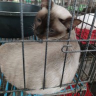 ศูนย์อนุรักษ์แมวไทยโบราณ