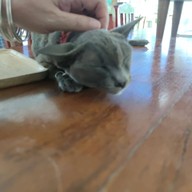 ศูนย์อนุรักษ์แมวไทยโบราณ