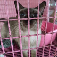 ศูนย์อนุรักษ์แมวไทยโบราณ