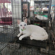 ศูนย์อนุรักษ์แมวไทยโบราณ