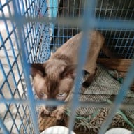 ศูนย์อนุรักษ์แมวไทยโบราณ