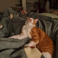 ไก่ทอดละเบ๋อนิ