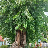 วัดพลับพลาชัย เพชรบุรี