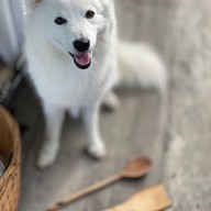 The 99 Cottage( บ้านทุ่งบางปลาม้า)