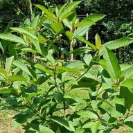 ใบ/ น้ำกระท่อม ชุมพร ถนนกรมหลวง