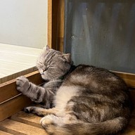 Cat Cafe Healthy Juice ม.รังสิต