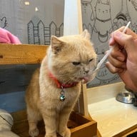Cat Cafe Healthy Juice ม.รังสิต