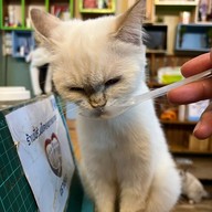 Cat Cafe Healthy Juice ม.รังสิต