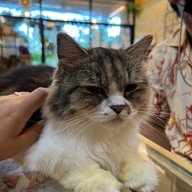 Cat Cafe Healthy Juice ม.รังสิต