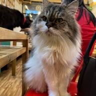 Cat Cafe Healthy Juice ม.รังสิต