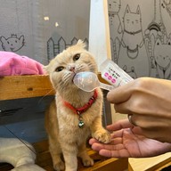 Cat Cafe Healthy Juice ม.รังสิต