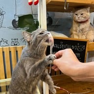 Cat Cafe Healthy Juice ม.รังสิต