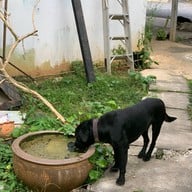 เชฟสมพงษ์