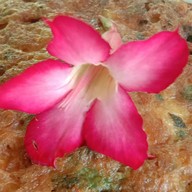 ป๋อ ลมโชย