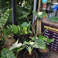 บรรยากาศ ไข่มุกข์ข้าวต้มปลา@สี่แยกวังตอ