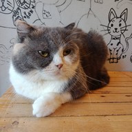 Cat Cafe Healthy Juice ม.รังสิต