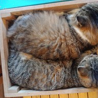 Cat Cafe Healthy Juice ม.รังสิต