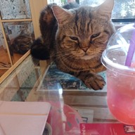 Cat Cafe Healthy Juice ม.รังสิต