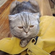 Cat Cafe Healthy Juice ม.รังสิต