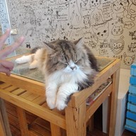 Cat Cafe Healthy Juice ม.รังสิต