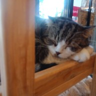 Cat Cafe Healthy Juice ม.รังสิต