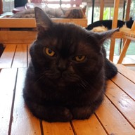 Cat Cafe Healthy Juice ม.รังสิต