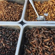 เกตน์สิรี ส้มตำ ของย่าง  แมลงทอด สันทราย