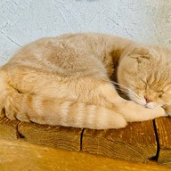 Cat Cafe Yoshineko Fukuoka