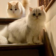 Cat Cafe Yoshineko Fukuoka